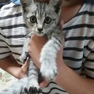 子猫の里親急募