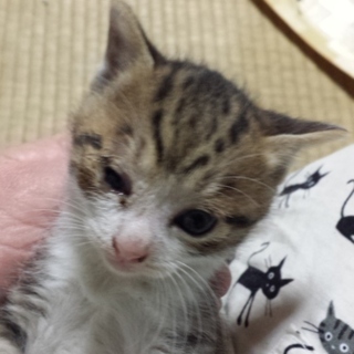 ２ヶ月のキジシロの男の子です。