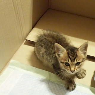 人懐こい子猫♂