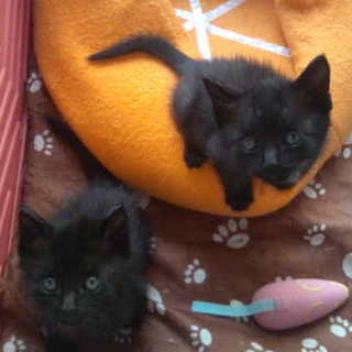 人懐こくて可愛いシャム系仔猫ちゃん　２匹