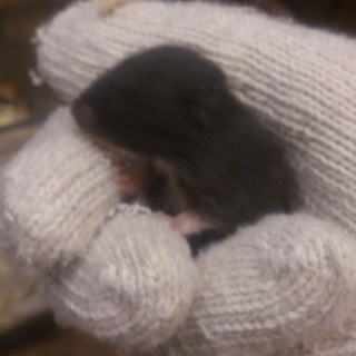 元気な子ハムちゃんたちです！