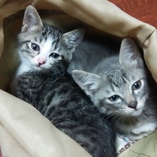 【動画有】薄いグレー&キジ柄の子猫ちゃん