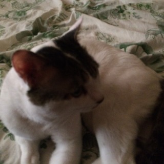 3さいの利口な猫、お手したらカニカマあげてください