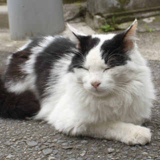 11歳、人慣れバツグンの長毛男の子です