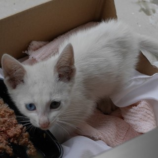 左右の目の色が違う可愛い子です