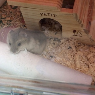 ブルーサファイアハムスターの里親様募集します。