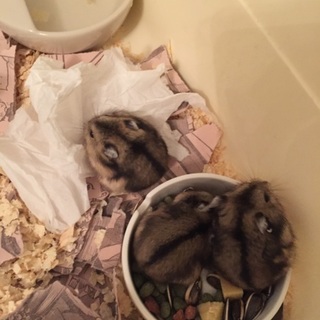 ☆ジャンガリアンハムスター里親募集☆