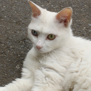 【決定】11歳人慣れバツグンの甘えっ子