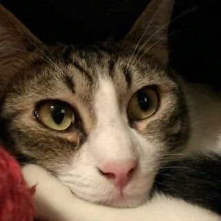 切れ長お目目のハンサムな甘えた君、去勢済みです。