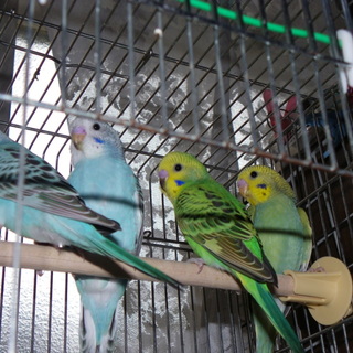 ありがとうございました。