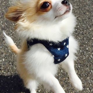 親になってくれる方を募集しております。