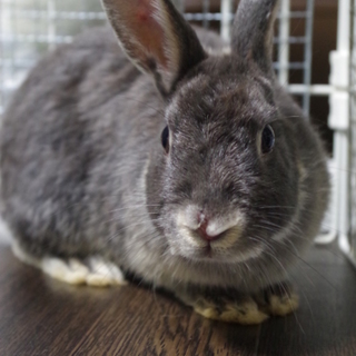 寺小屋一時預かりうさぎさん★くろ君★