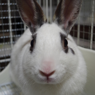 寺小屋一時預かりうさぎさん★レフト君★