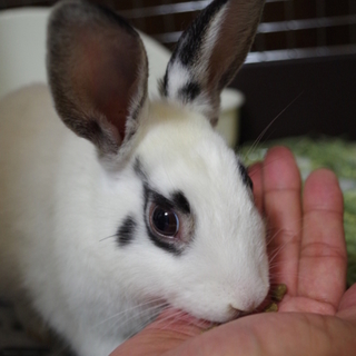 寺小屋一時預かりうさぎさん★ライト君★