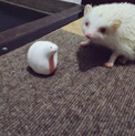 アルビノ☆ハリネズミ君　生後半年