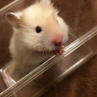 長毛アイボリーサテン、女の子