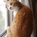 廻りの猫と馴染めず保護された甘えん坊のはなちゃん