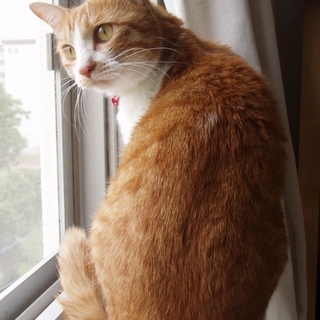 廻りの猫と馴染めず保護された甘えん坊のはなちゃん