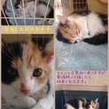☆生後2ヶ月三毛猫ちゃん里親募集☆