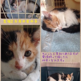 ☆生後2ヶ月三毛猫ちゃん里親募集☆