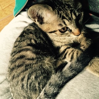 4月11日産まれです