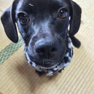 ラブ×ダックスmix犬☆1歳半