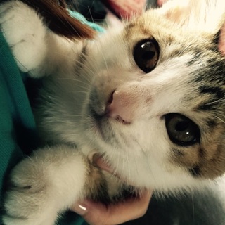 4月11産まれです