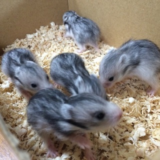 【ゴールデンハムスター赤ちゃん】シルバーグレー