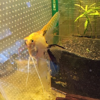 エンゼルフィッシュ一匹