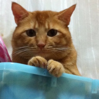 室内飼いしてくださる方