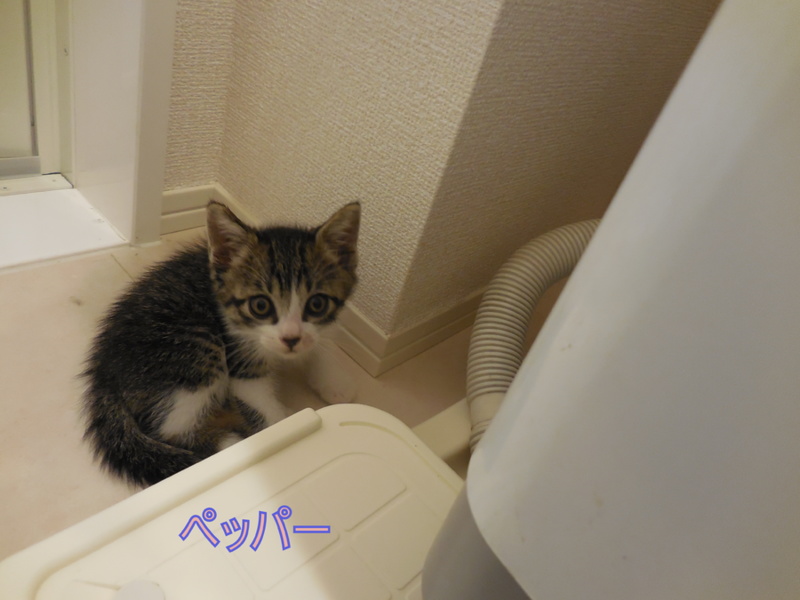 生後2ヶ月かわいい子猫です 千葉県 猫の里親募集 ペットのおうち 月間利用者150万人