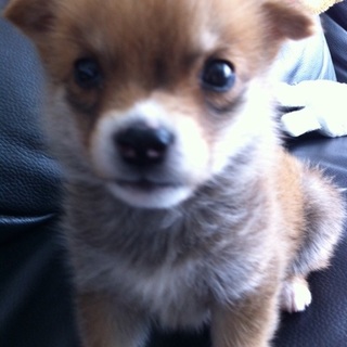 保護した仔犬の里親になってください。