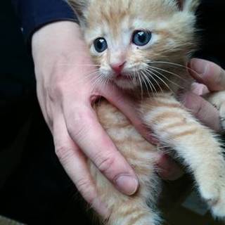 【急募】生後一カ月です