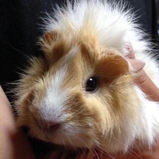 警察署前に捨てられていたモルモットのこまつな♀