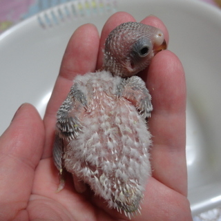 里親様決定しました。ご応募ありがとうごさいました。