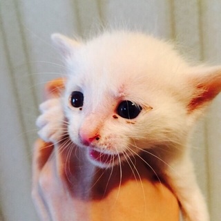子猫里親募集 ※一時停止
