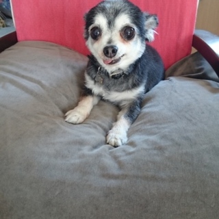 とっても元気でパワフルなシニアチワワです‼