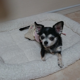 とっても人懐っこいチワワです