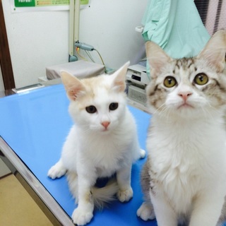 中毛の仲良し兄弟里親募集