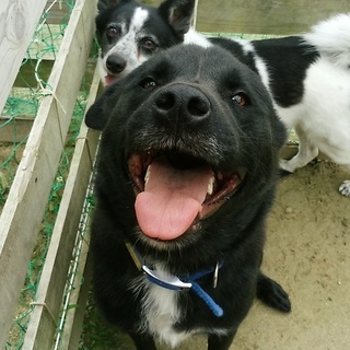 気の弱いラブmixくま君