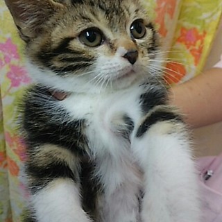 のんびり❤くー君、アメショー毛色