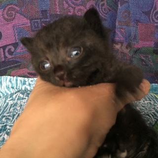 ☆黒猫ちゃん☆大切に育ててくれる方募集！！