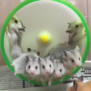 ゴールデンハムスター里親募集中！