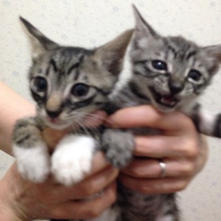 生後1ヶ月★仔猫の兄弟の家族になってください！