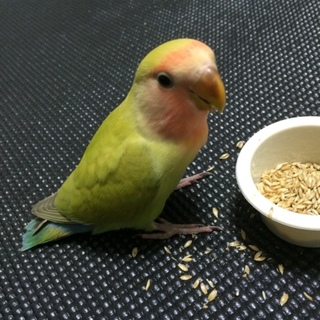 とてもいい方に里親になって頂きました