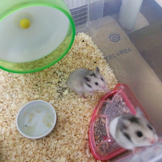 ゴールデンハムスターの里親募集