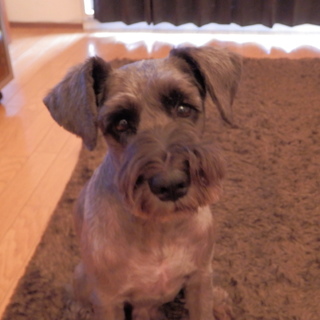 ミニチュア・シュナウザー　『一歩』　（♂　7歳）