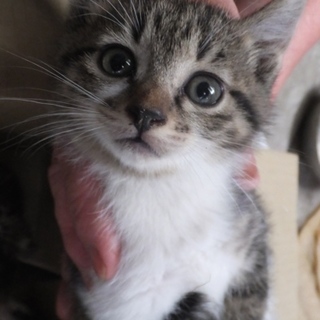 キジトラ白のかわいい女の子です。
