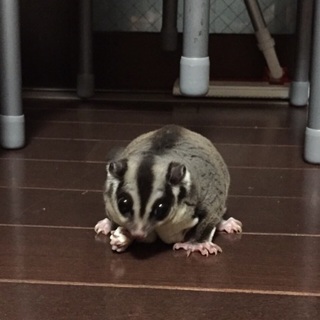 かわいいモモンガです(^^)