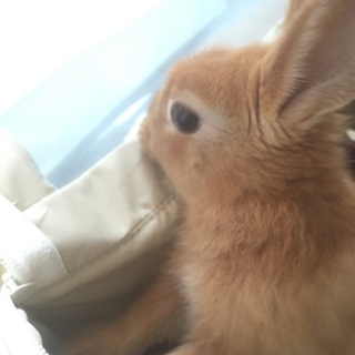 ネザーランドドワーフ里親決まりました！